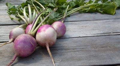 بسبب أزمة نقص الخضار.. وزيرة للبريطانيين: تناولوا اللفت