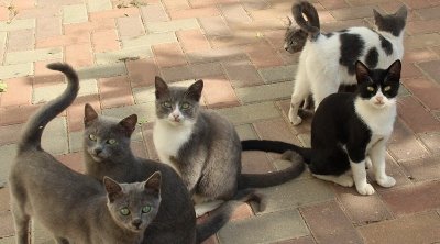 سوسة : منحرفون يقتلون 40 قطا رميا بالحجارة 