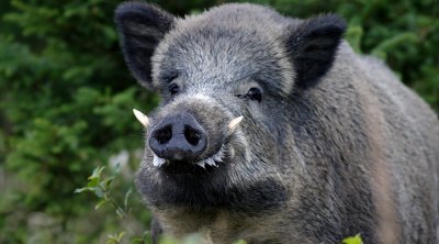 خنزير بري يهاجم 3 أشخاص في قفصة 