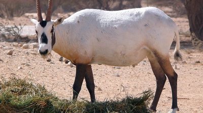 النيابة العمومية تتعهد بالتحقيق في قضية اصطياد غزال أبو حراب وذبحه بحديقة بدغومس 