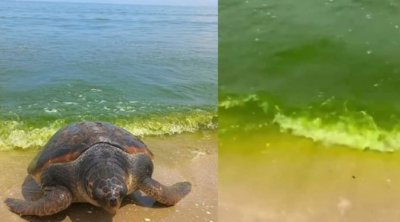 معهد علوم وتكنولوجيا البحار يوضح سبب تغير لون مياه شواطيء حمام الأنف والزهراء