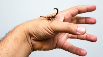 وزارة الصحة تحذر من اللجوء إلى بعض العادات القديمة للوقاية من لدغات العقارب و الثعابين