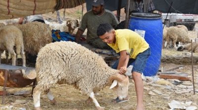 وزارة الصحة توصي بخصوص ذبح خروف العيد : التفاصيل 