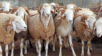 نفوق أكثر من 30 رأس غنم اثر حادث مرور في القيروان 