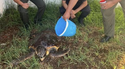 أعوان الحرس البحري في سوسة ينقذون سلحفاة بحرية 