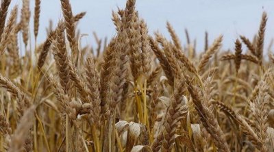 Un fonds saoudien signe un financement de 247 millions de dollars pour renforcer la sécurité alimentaire