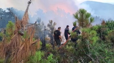 جندوبة : تسجيل تقدم هام في السيطرة على الحرائق بغابات ملولة