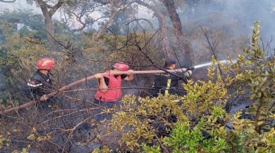حريق ملولة بطبرقة : تضرّر حوالي 500 هكتار من غابات الصنوبر 