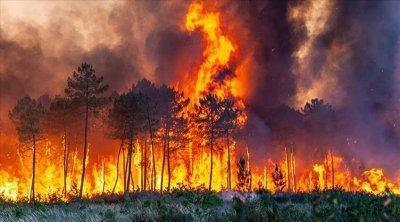 تلف 9200 شجرة مثمرة ونفوق أغنام و طيور : حصيلة ثقيلة لحرائق نفزة