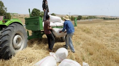 وزارة الفلاحة: قطاع الحبوب يؤمن موارد رزق حوالي 250 ألف مستغل فلاحي