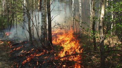 إخماد حريق بغابة جبل مشراوة في عين دراهم 