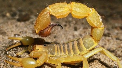 تتبعات قضائية ضد واليي القيروان و مدنين بسبب شبهات استغلال أطفال في صيد العقارب