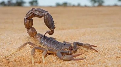 منظمة حماية أطفال المتوسط : موظف عمومي يُكلف أطفالا بتجميع العقارب لبيعها لمعهد باستور