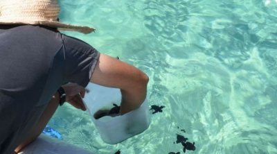 جربة : إدراج محميتين ضمن شبكة المحميات البحرية في تونس