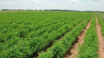 جندوبة : فلاح يسقي أرضه بمياه الصرف الصحي 