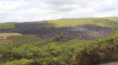 وزارة الفلاحة : السيطرة على النيران بغابات بنزرت وباجة وجندوبة
