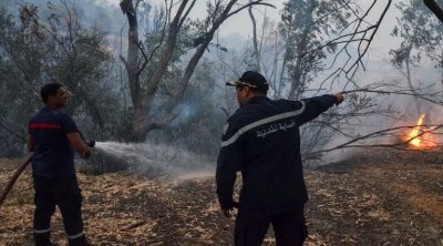 حرائق تونس دمرت 2400 هكتار من الغابات خلال صيف 2023