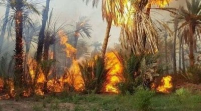 نفطة : حريق بالواحة القديمة يأتي على 250 أصل نخيل