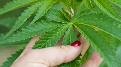 نوفل عميرة : تونس في حاجة للقنب الهندي و الإدارة حاشمة 