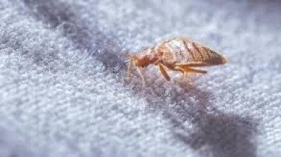 ''البق'' يغزو باريس... والحكومة تسابق الزمن للقضاء عليه