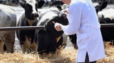 Les médecins vétérinaires de libre pratique annoncent le boycott du ''mandat sanitaire''