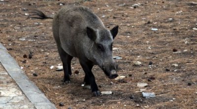 القيروان : تلاميذ يقتلون خنزيرا 