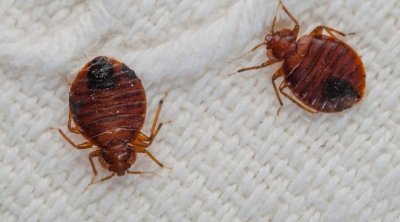 الورغمي : توريد السيارات و الملابس المستعملة يمكن ان يساهم في تسرب البق إلى تونس