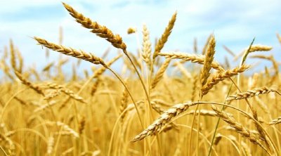 Baisse des prix des céréales en septembre