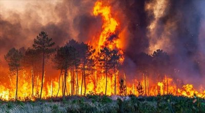 نابل : السيطرة على حريق بغابة جبل سيدي عبد الرحمان
