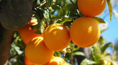 اليوم انطلاق موسم تصدير البرتقال المالطي التونسي 