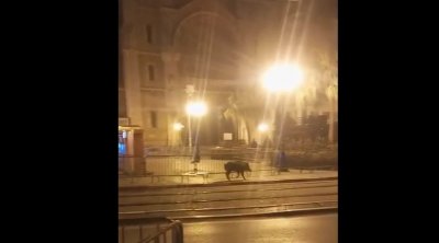 الدزيري : المتأمرون سيبو خنزير في شارع الحبيب بورقيبة 