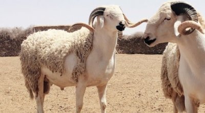تونس : أسعار أضاحي العيد المتوسطة ستكون في حدود 1500 دينار 