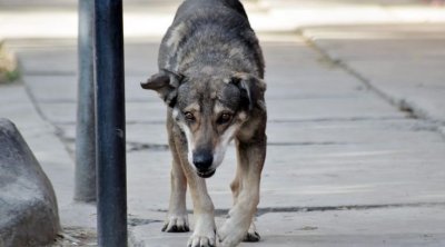 منوبة : كلب سائب يقتحم مدرسة إعدادية و يعض 4 تلاميذ