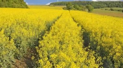 زراعة 1300 هكتار من السلجم الزيتي في سليانة