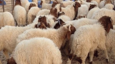 تونس : غرفة القصابين تدعو إلى توريد الأضاحي