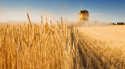 Tunisie-céréales : 180 mille quintaux collectées