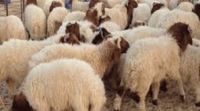 Tunisie : L’État va fixer les prix des moutons de l’Aïd