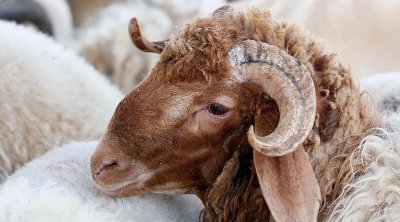 غرفة القصابين تُحذر من مغالطات بخصوص الأضاحي وتطالب بتحديد الأسعار