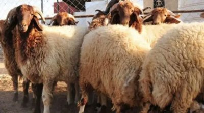 Tunisie -Prix des moutons de l’Aïd : Les bouchers et les agriculteurs en profond désaccord