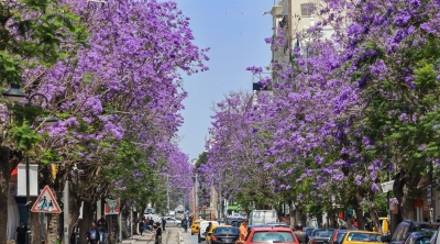 بالصور : الجاكرندا تُزهر سحرًا بنفسجيًا في شوارع تونس