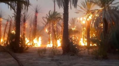 حريق بواحة توزر القديمة يأتي على حوالي 300 من أصول النخيل
