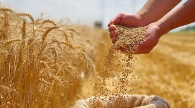 تونس : كميات الحبوب المجمعة تتجاوز معدل السنوات الخمس الأخيرة