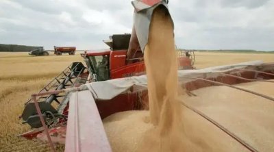 تجميع الحبوب في تونس يتجاوز معدلات السنوات الأخيرة