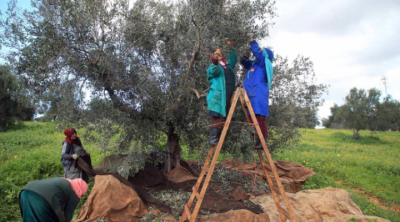 Tunisie :Les récoltes des olives et des dattes s’annoncent sous les meilleurs auspices