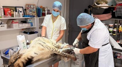 Grombalia : sauvetage d’une hyène rayée blessée, victime de pratiques occultes