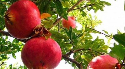 تونس: موسم واعد لإنتاج الرمان يُقدر بـ91 ألف طن