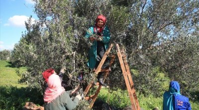 Tunisie : La saison de cueillette des olives a démarré à Nabeul