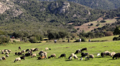 Tunisie_Agriculture : vigilance face aux maladies animales