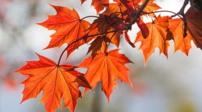 Météo-Tunisie : temps nuageux avec une légère hausse des températures