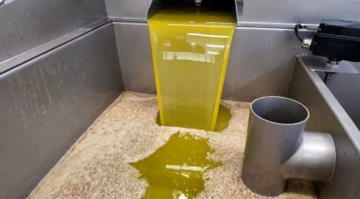 تونس : الفلاحون يواجهون صعوبات مالية وسط ضعف أسعار زيت الزيتون